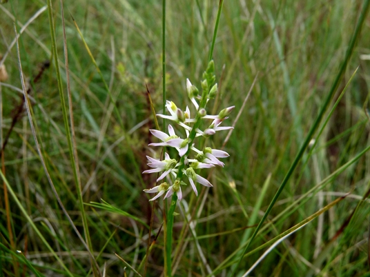 {Polygala hookeri}